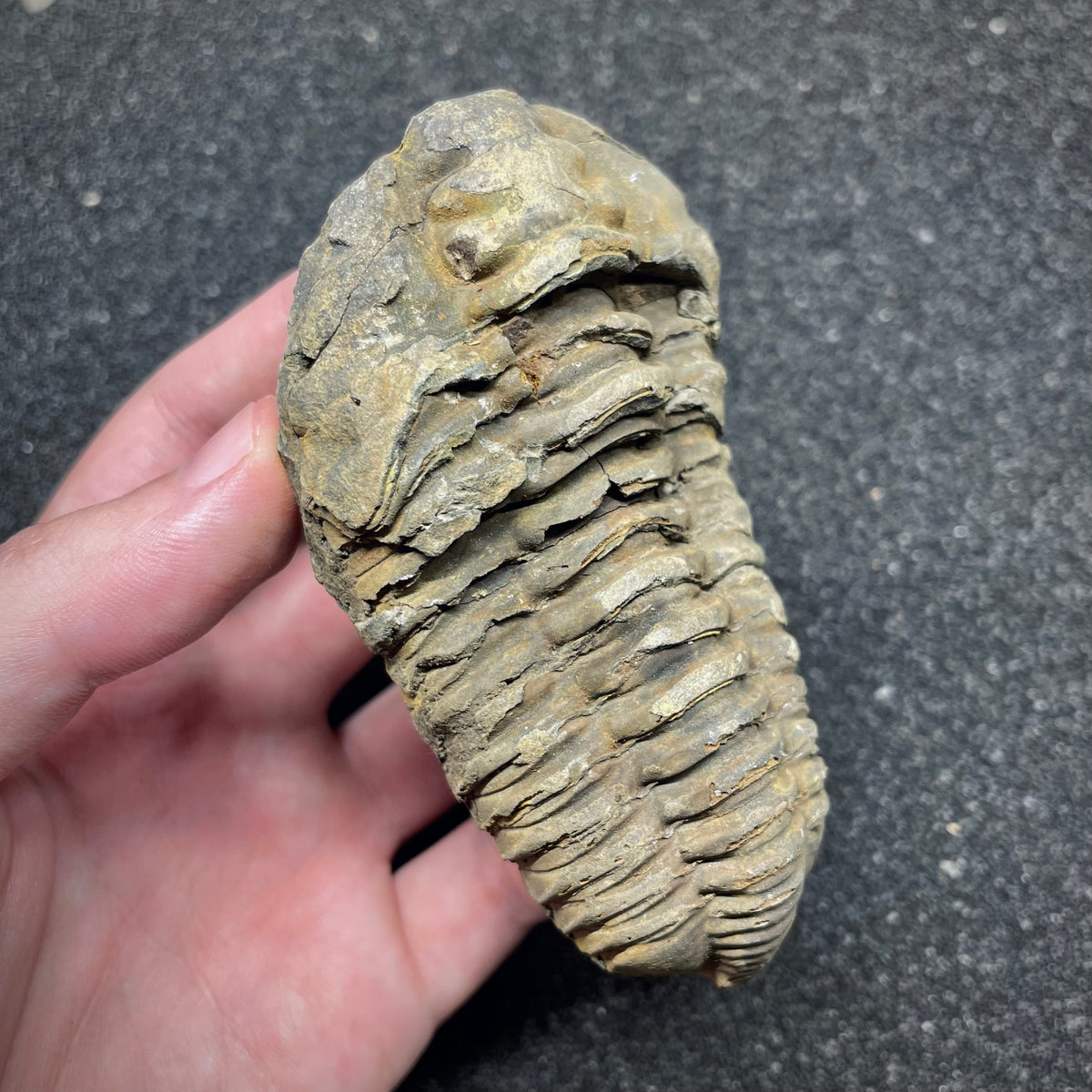 F3013 | Trilobite | Flexicalymene sp.