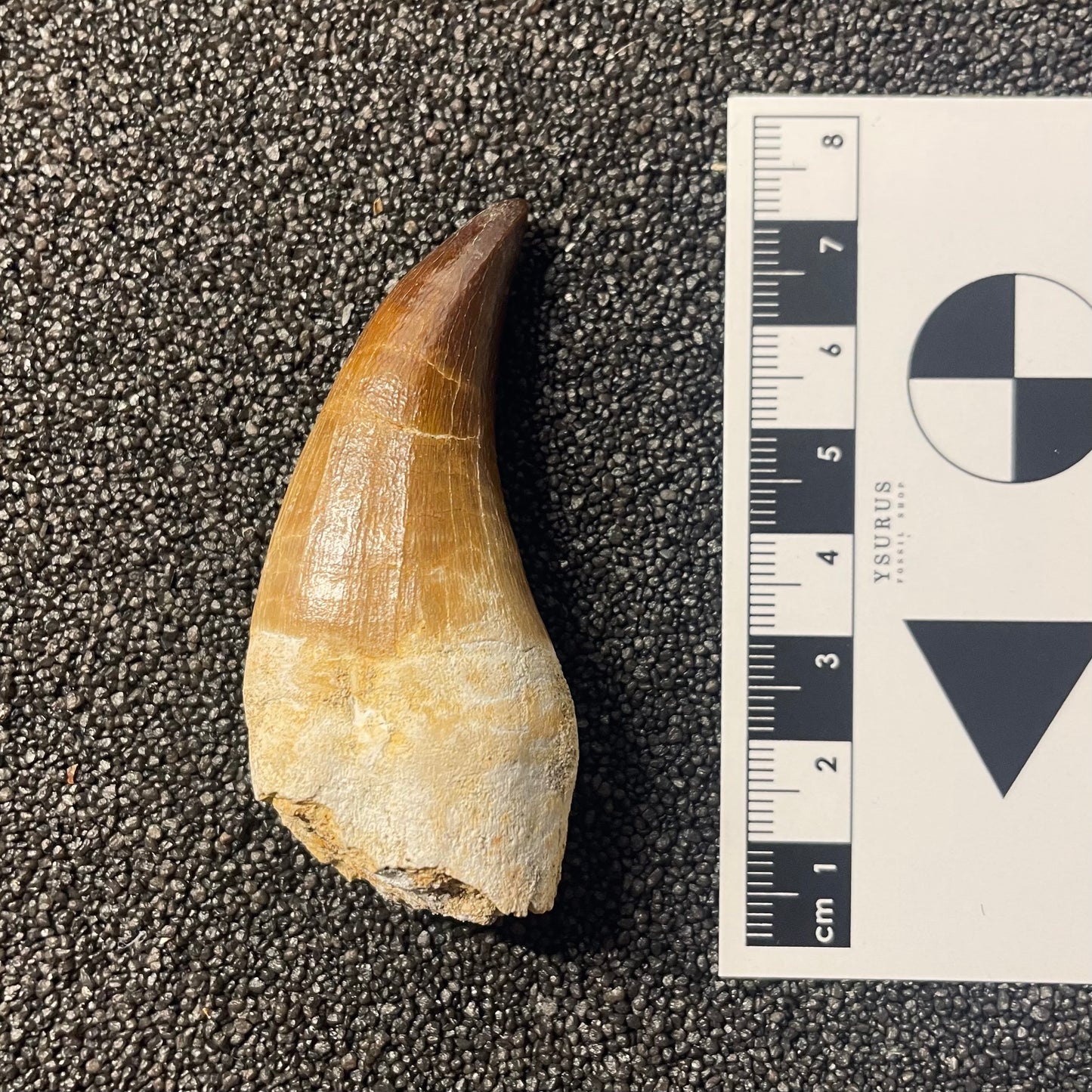 F2283 | Mosasauro | Prognathodon sp.