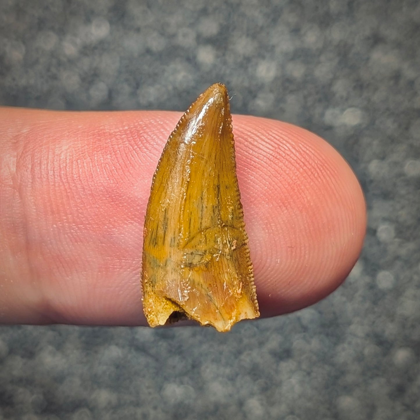 F2794 | Dinosauro | Abelisauridae indet.