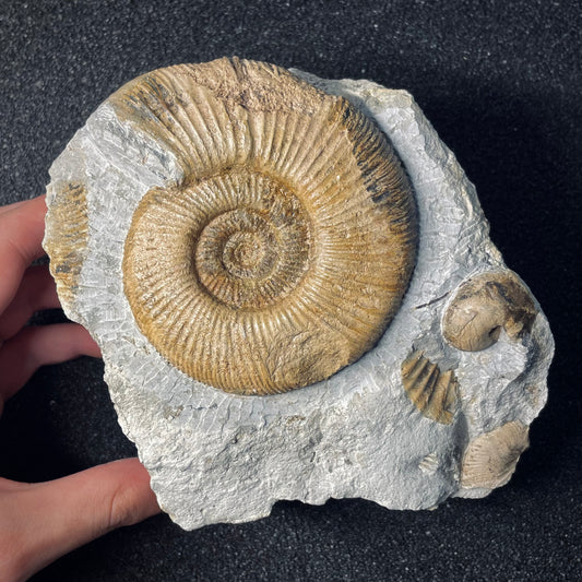 F1972 | Ammonite | Orthosphinctes desmoides & Physodoceras circumspinosum