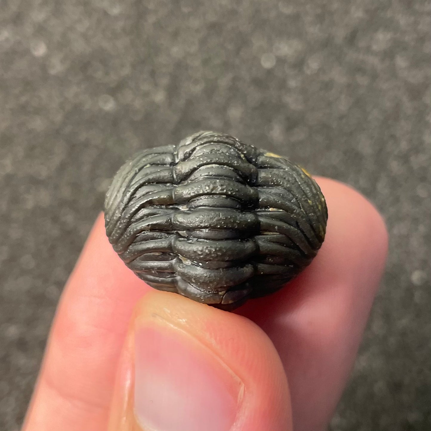 F2600 | Trilobite | Phacopidae indet.