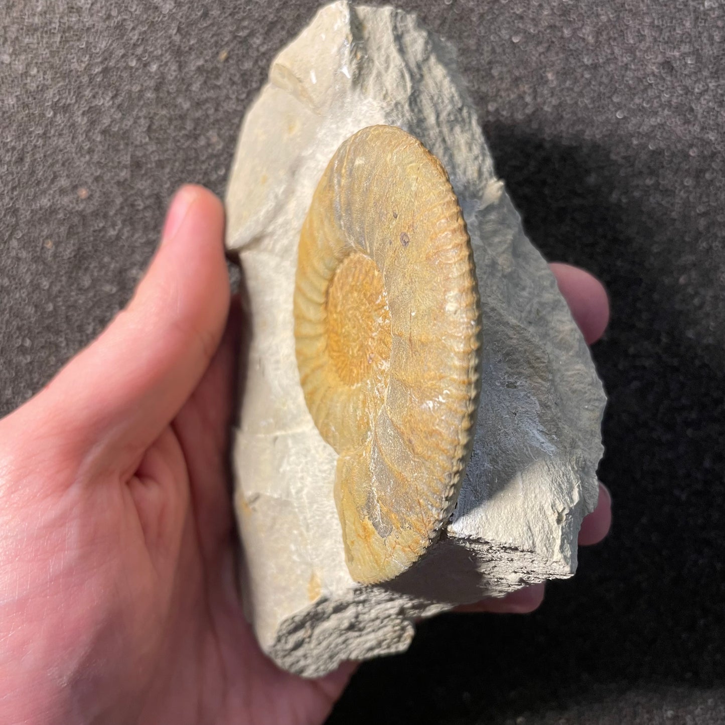 F2533 | Ammonite | Ataxioceras sp.