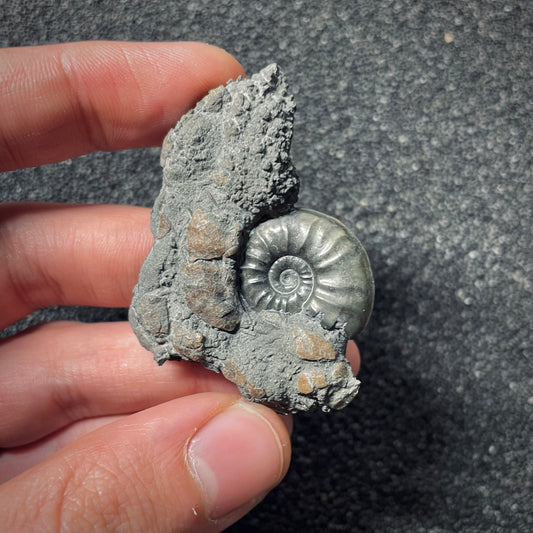 F2557 | Ammonite | Cotteswoldia sp.