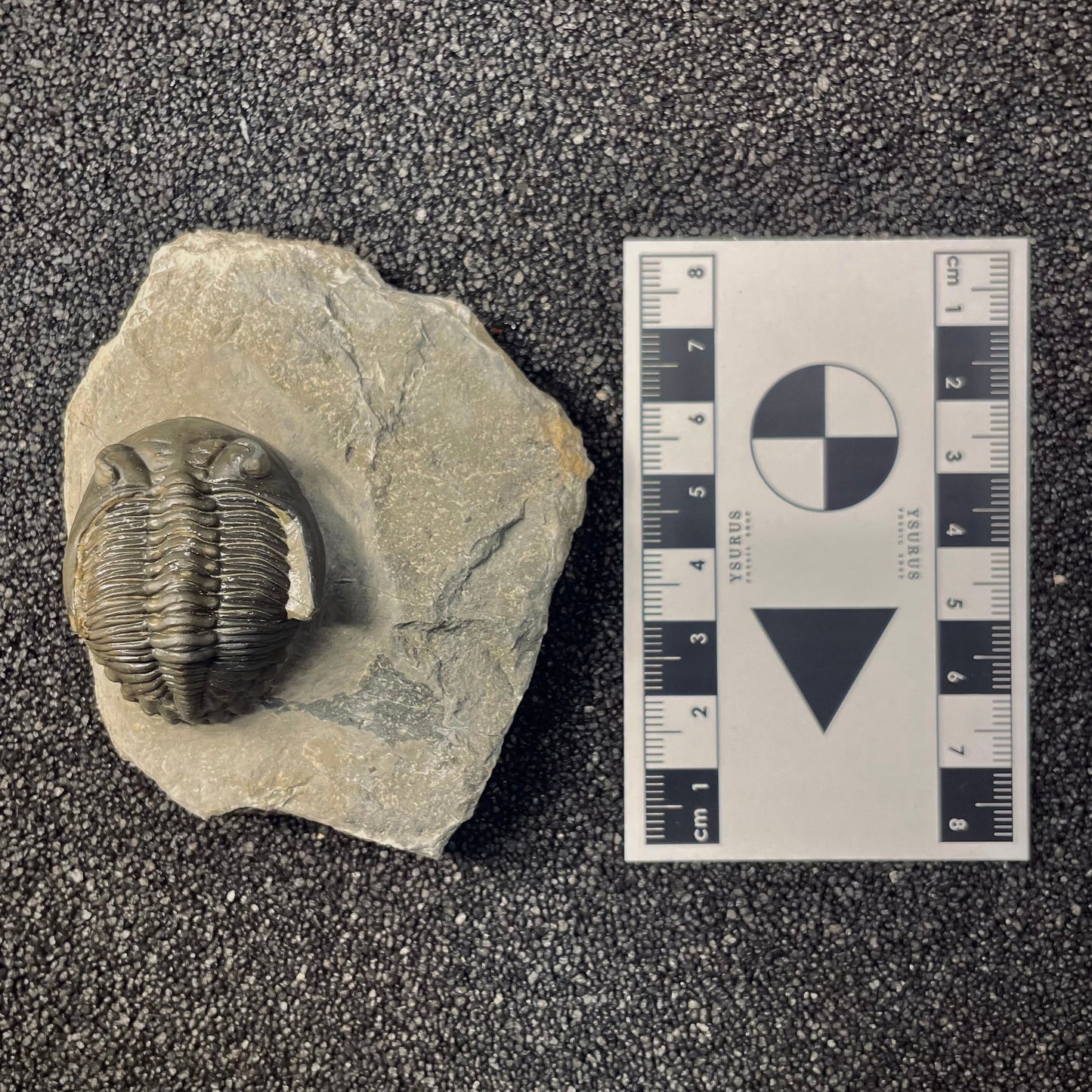 F2618 | Trilobite | Hollardops sp.