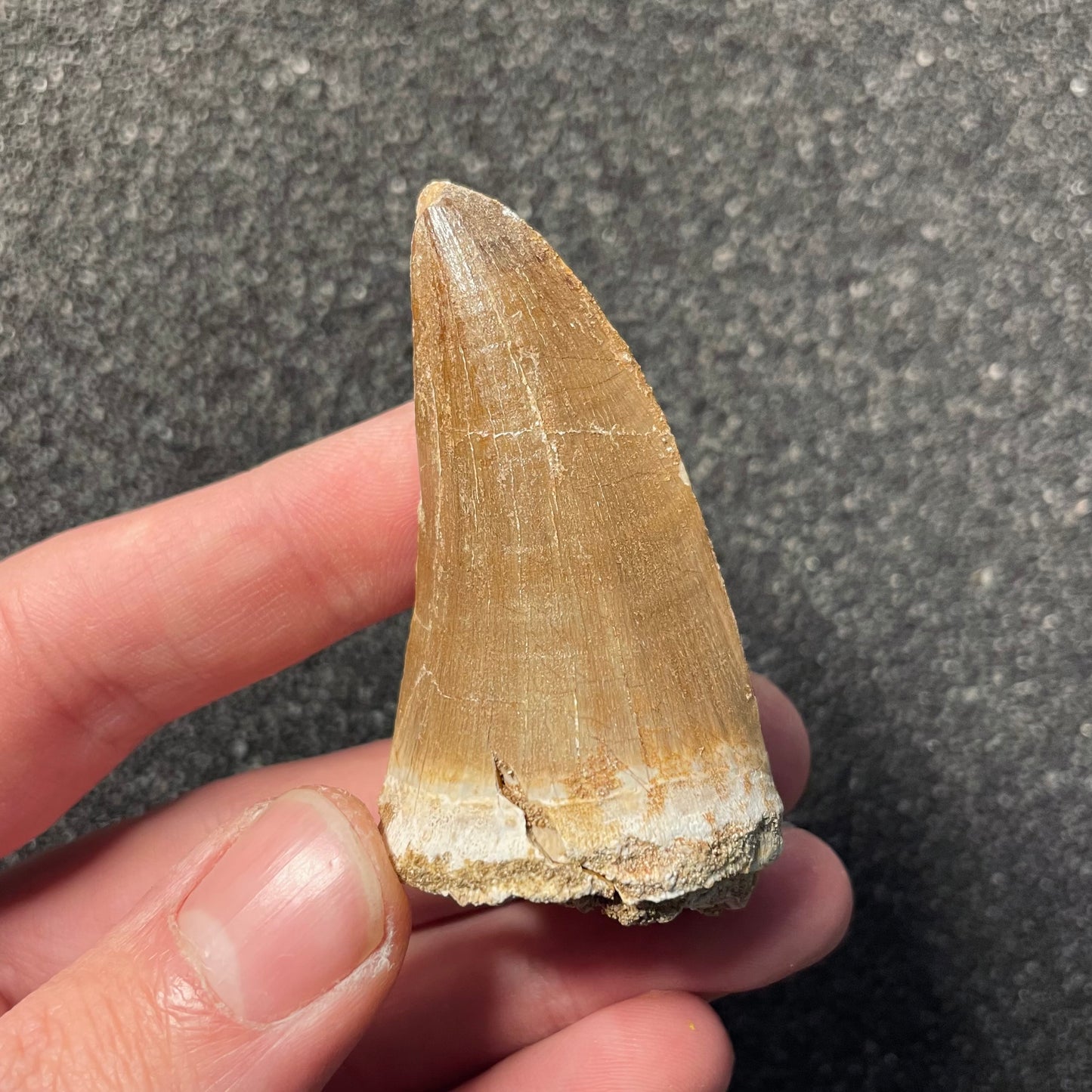F2263 | Mosasauro | Hainosaurus boubker