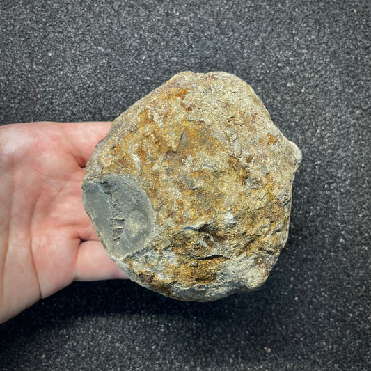 FNP27 | Fossile da preparare | Ammonite | Dactylioceratidae indet.