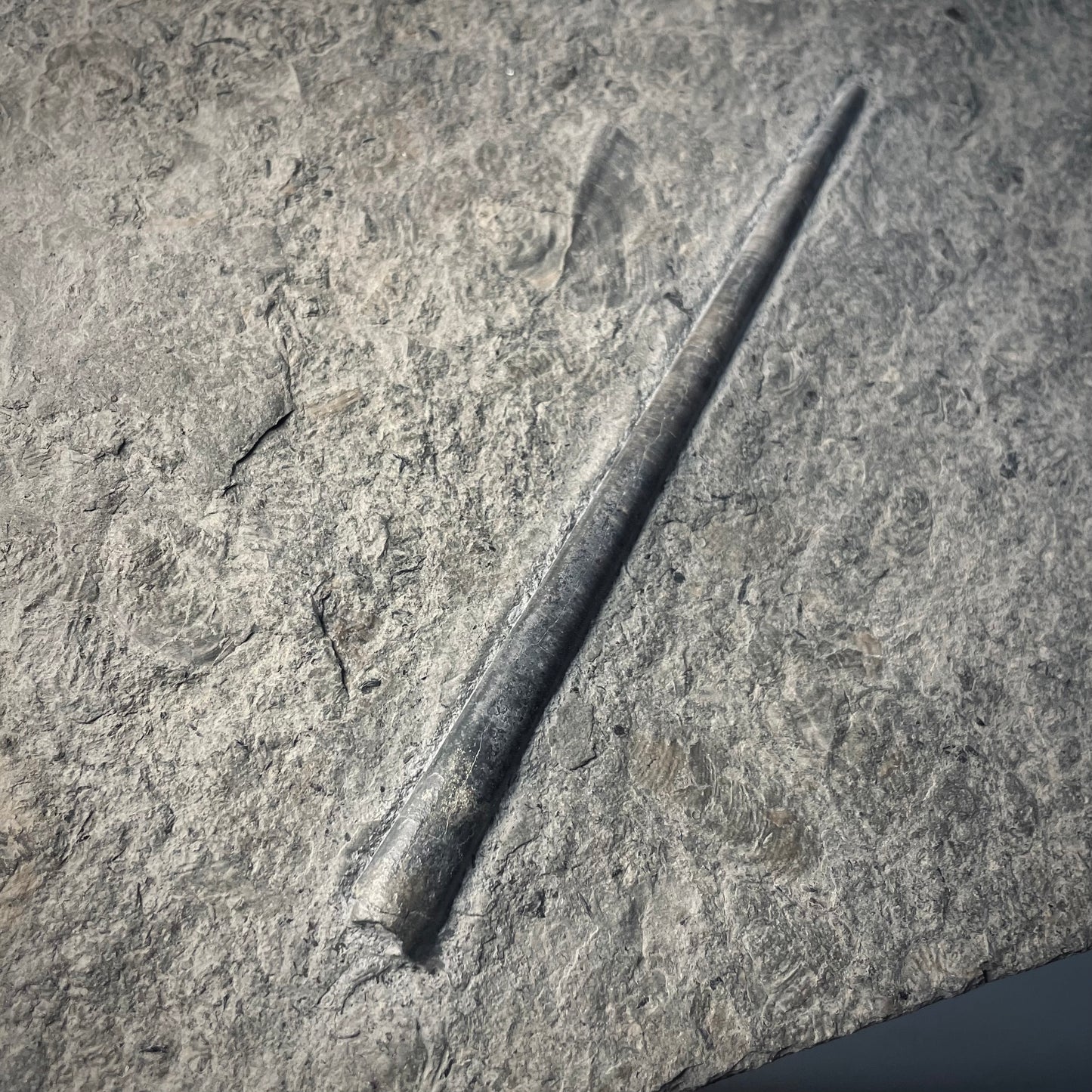 F2180 | Belemnite | Belemnoidea indet.