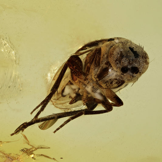 F2826 | Ambra con inclusione | Phoridae indet.