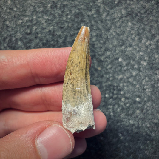 F1957 | Dinosauro | Suchomimus tenerensis