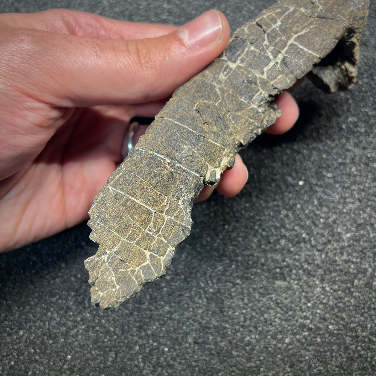 F3061 | RARO | Dinosauro | Allosaurus sp.