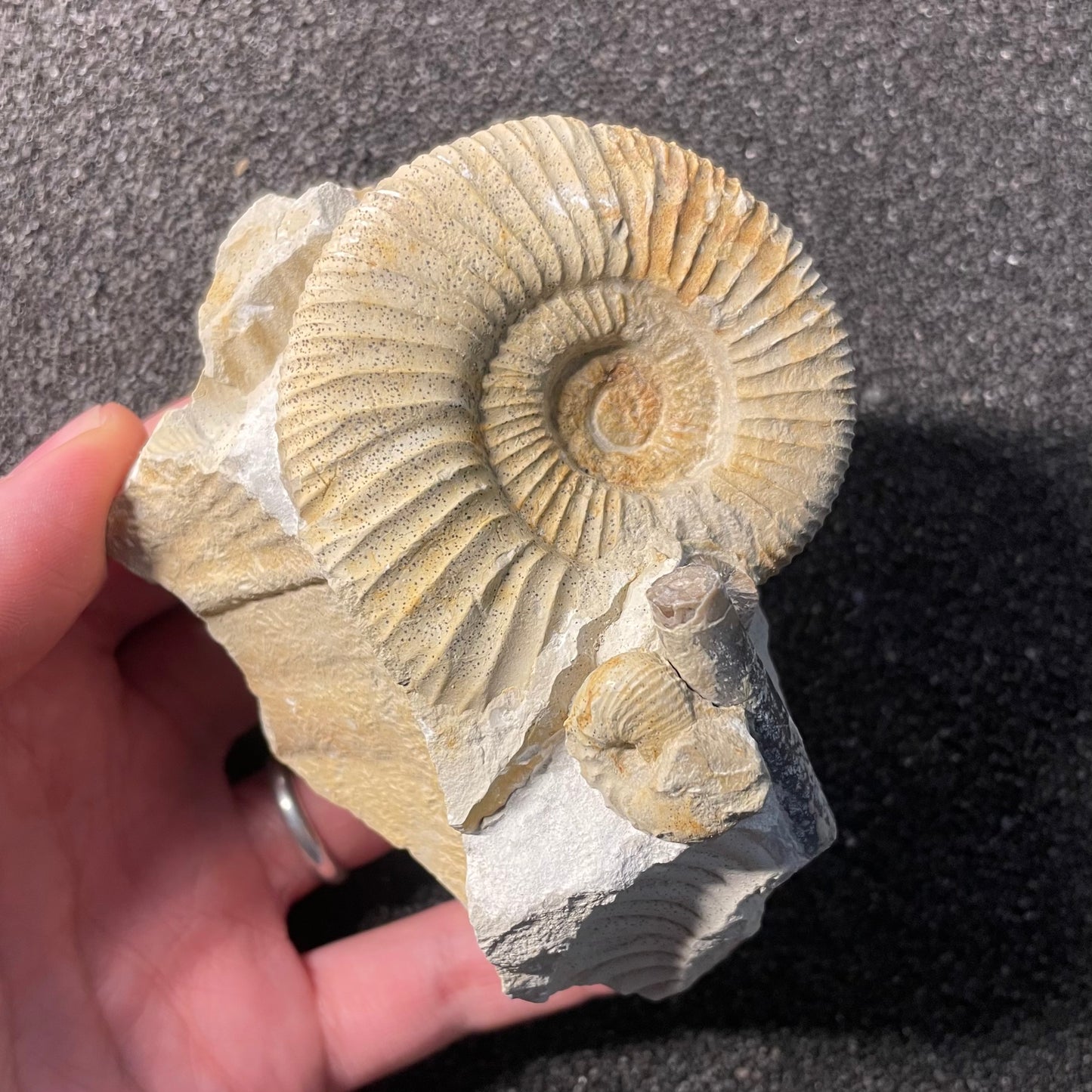 F2534 | Ammonite | Ataxioceras sp. & Sutneria sp.