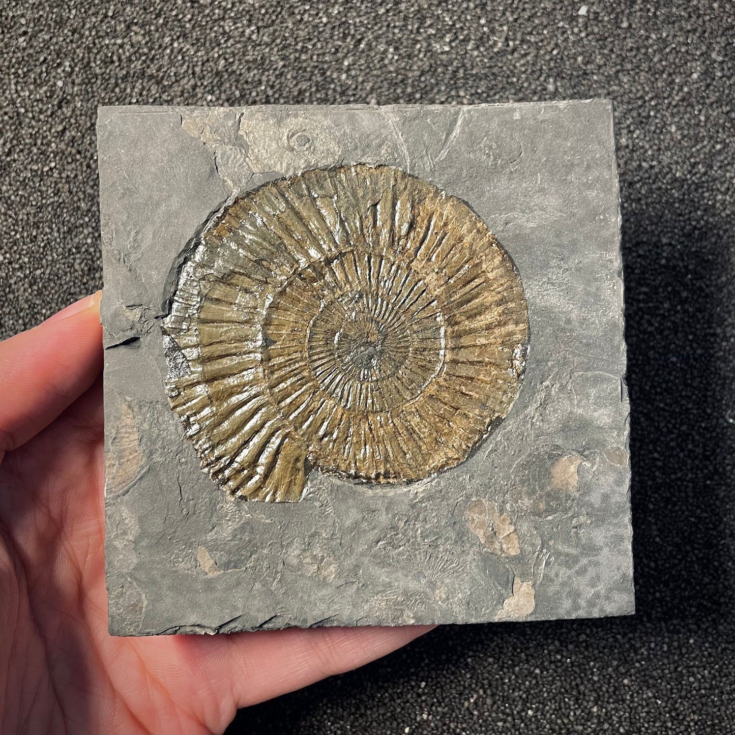 F2165 | Ammonite | Dactylioceras commune