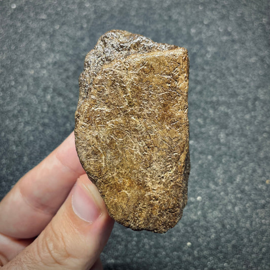 F2721 | Dinosauro | Triceratops sp.