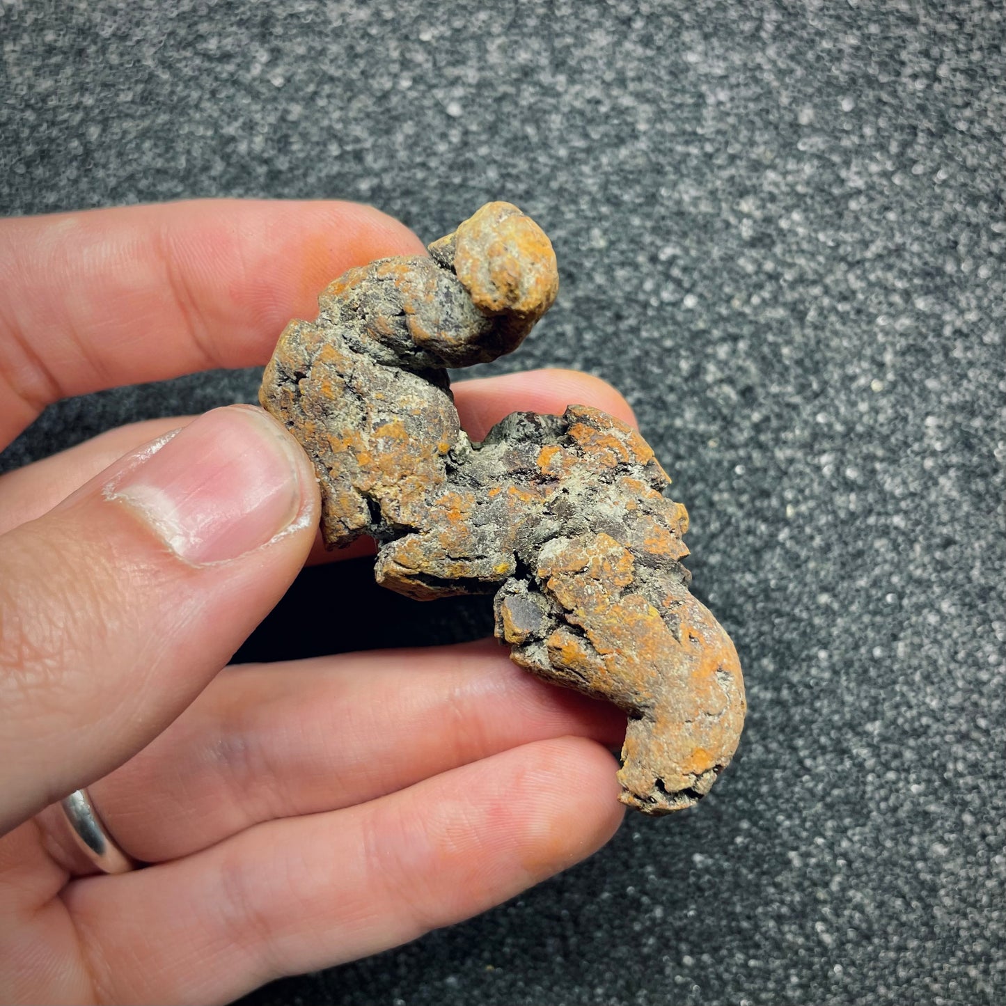 F2764 | Coprolite - Cololite | Testuggine