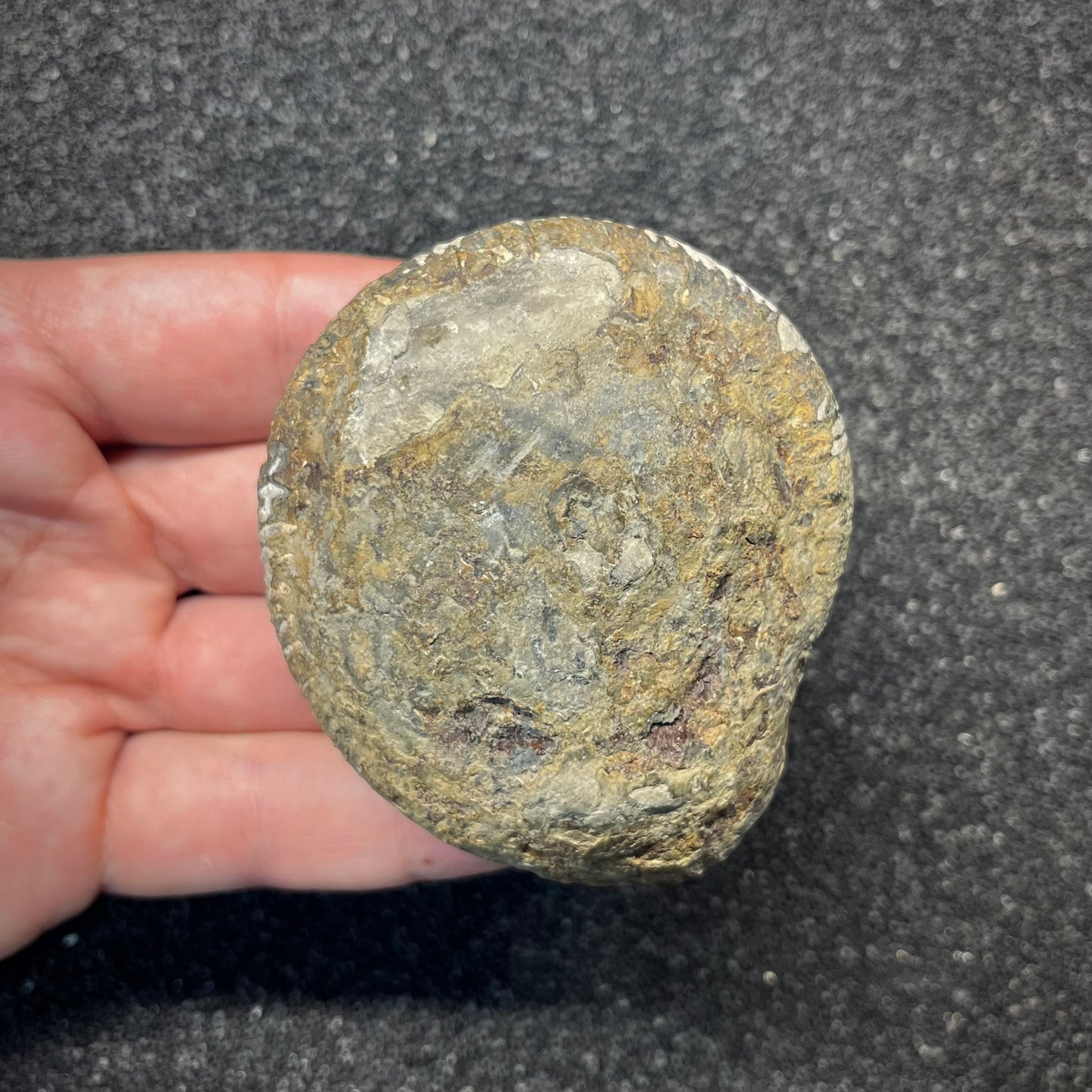 FNP24 | Fossile da preparare | Ammonite | Dactylioceratidae indet.
