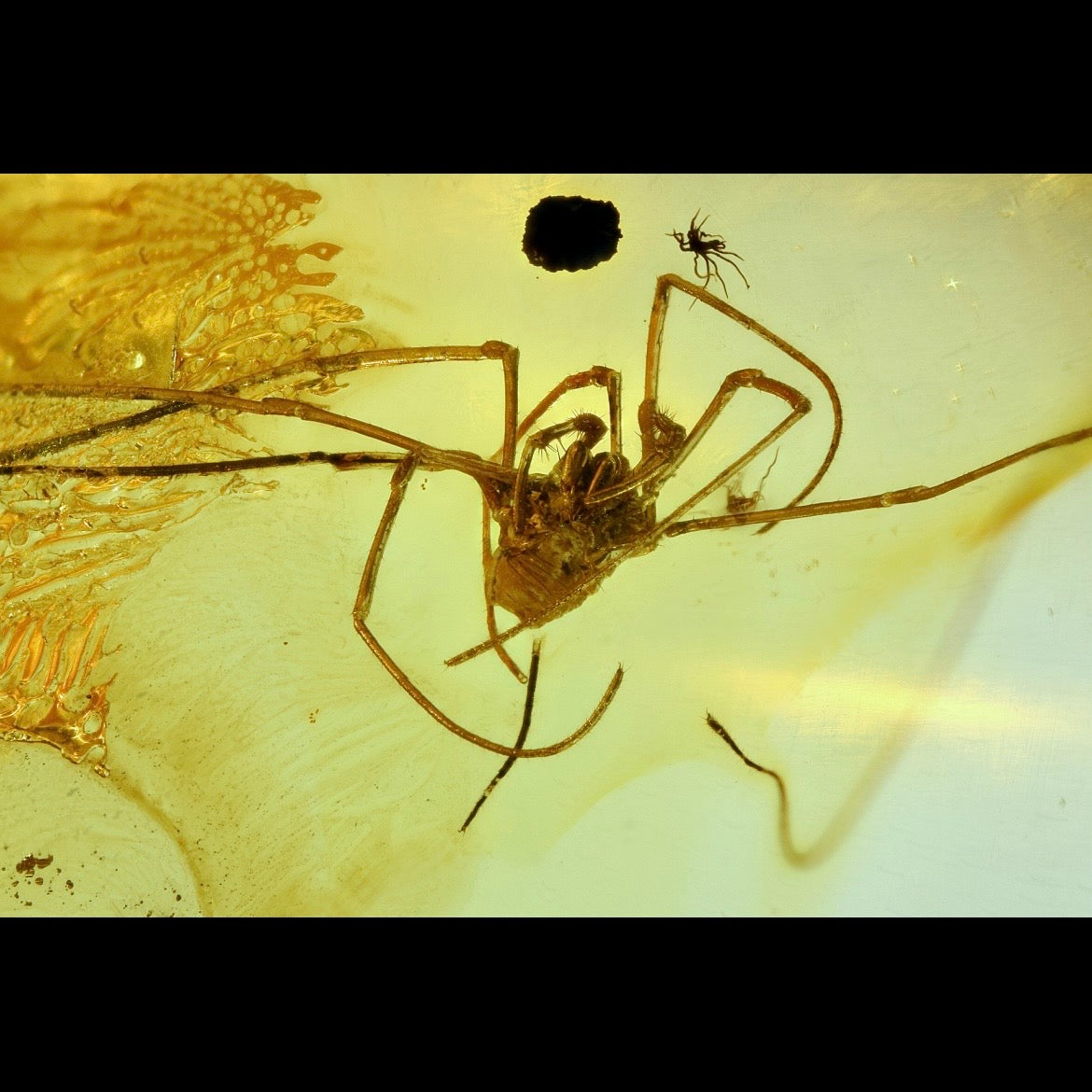 F2828 | Ambra con inclusione | Opiliones indet.