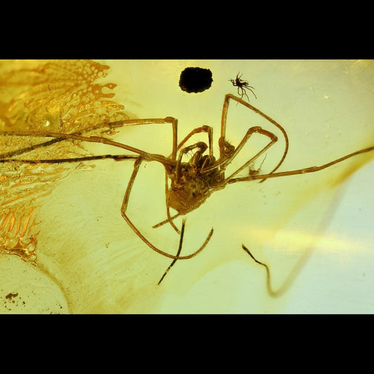 F2828 | Ambra con inclusione | Opiliones indet.