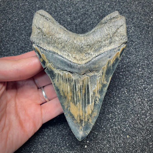 F2629 | Squalo | Otodus megalodon