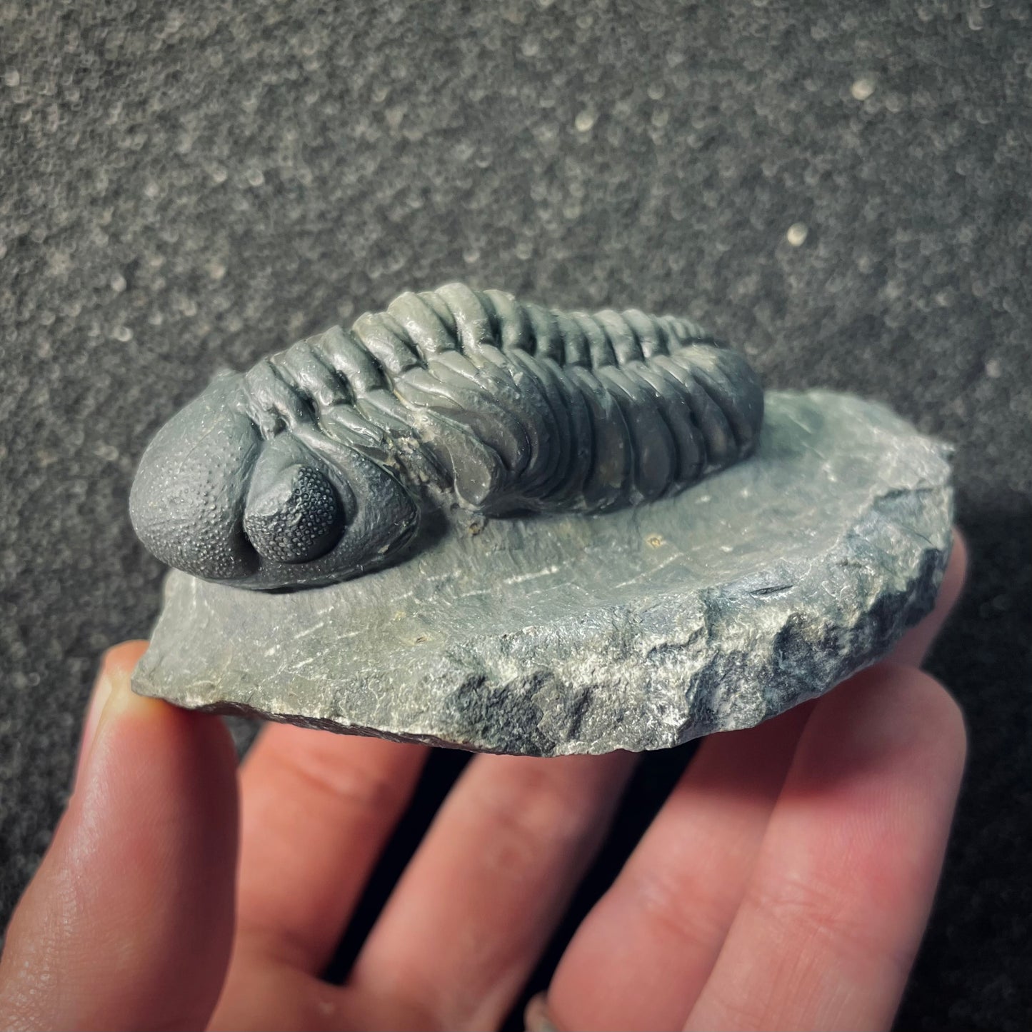 F2608 | Trilobite | Phacopidae indet.