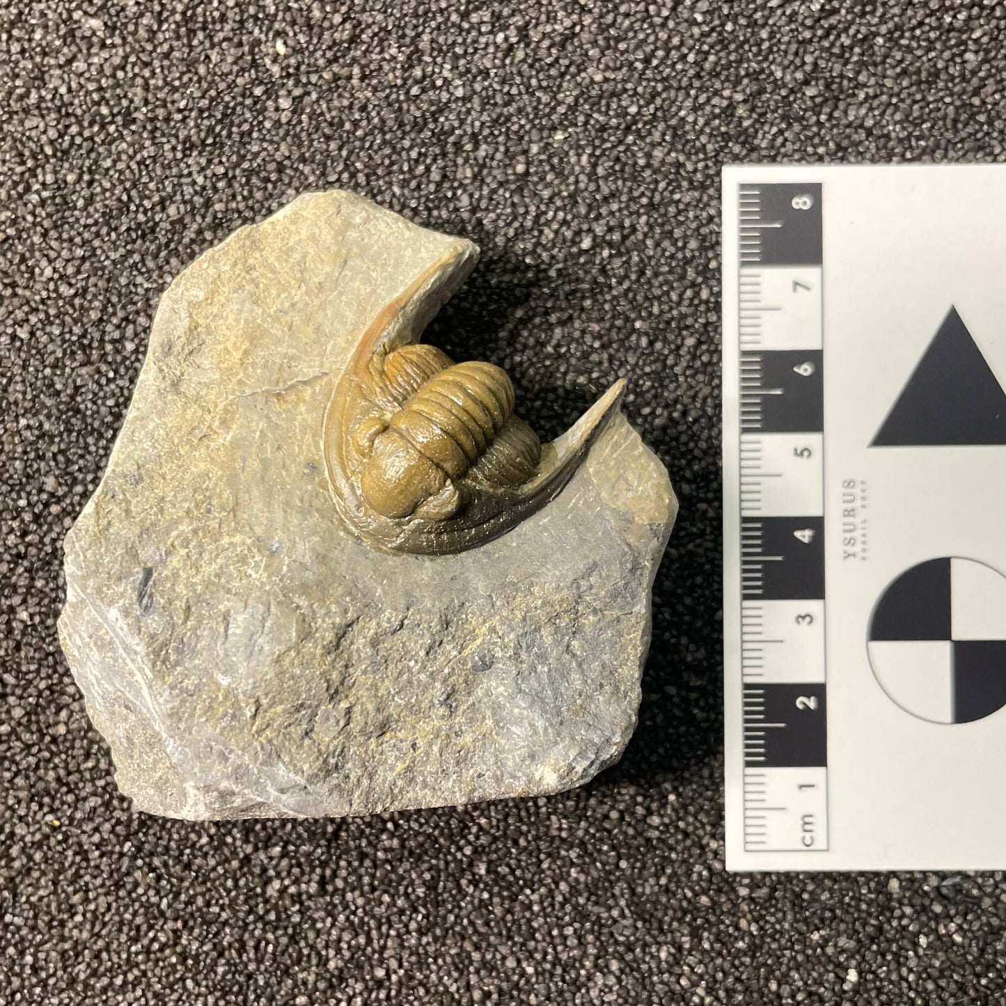 F2589 | Trilobite | Diademaproetus sp.
