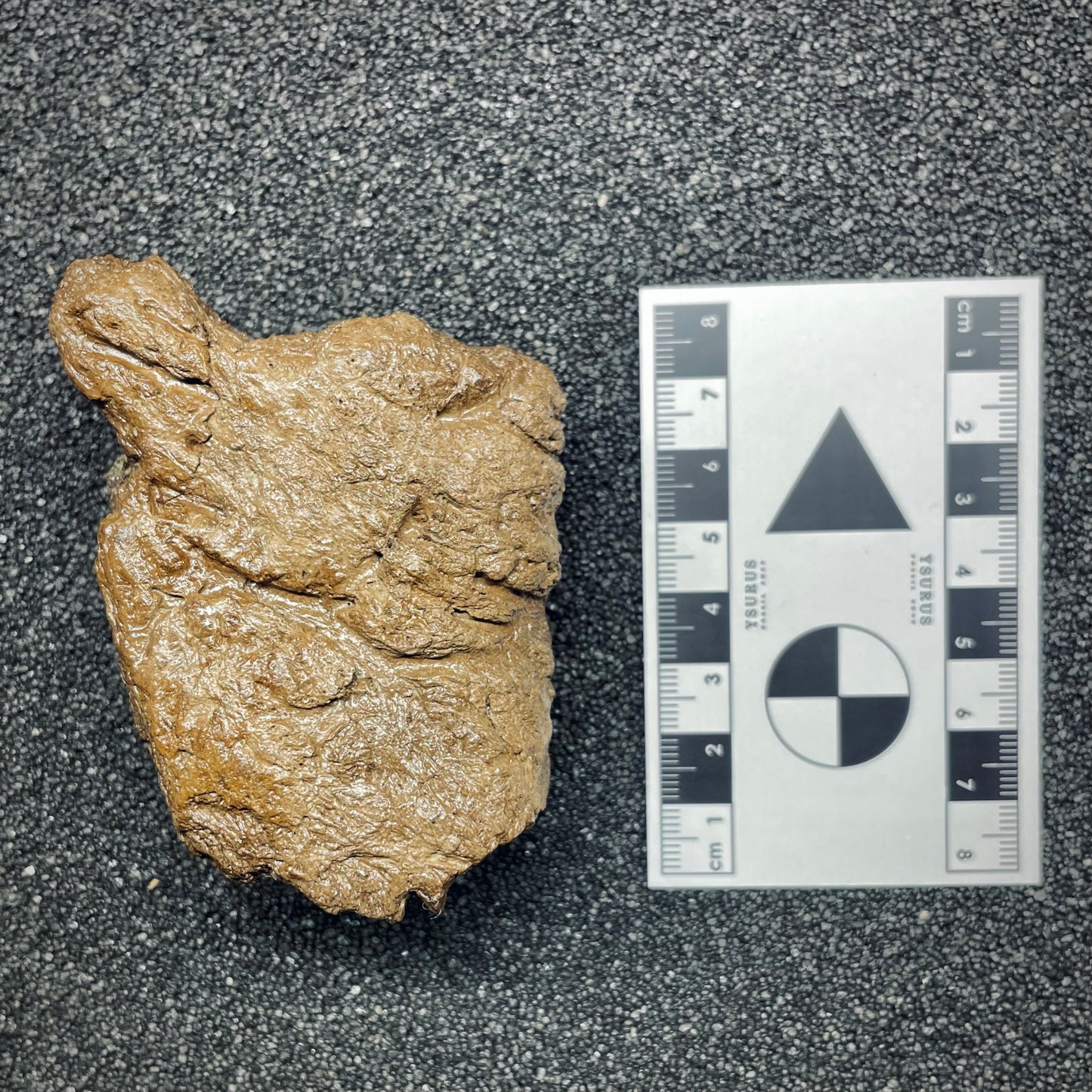 F2723 | Dinosauro | Triceratops sp.
