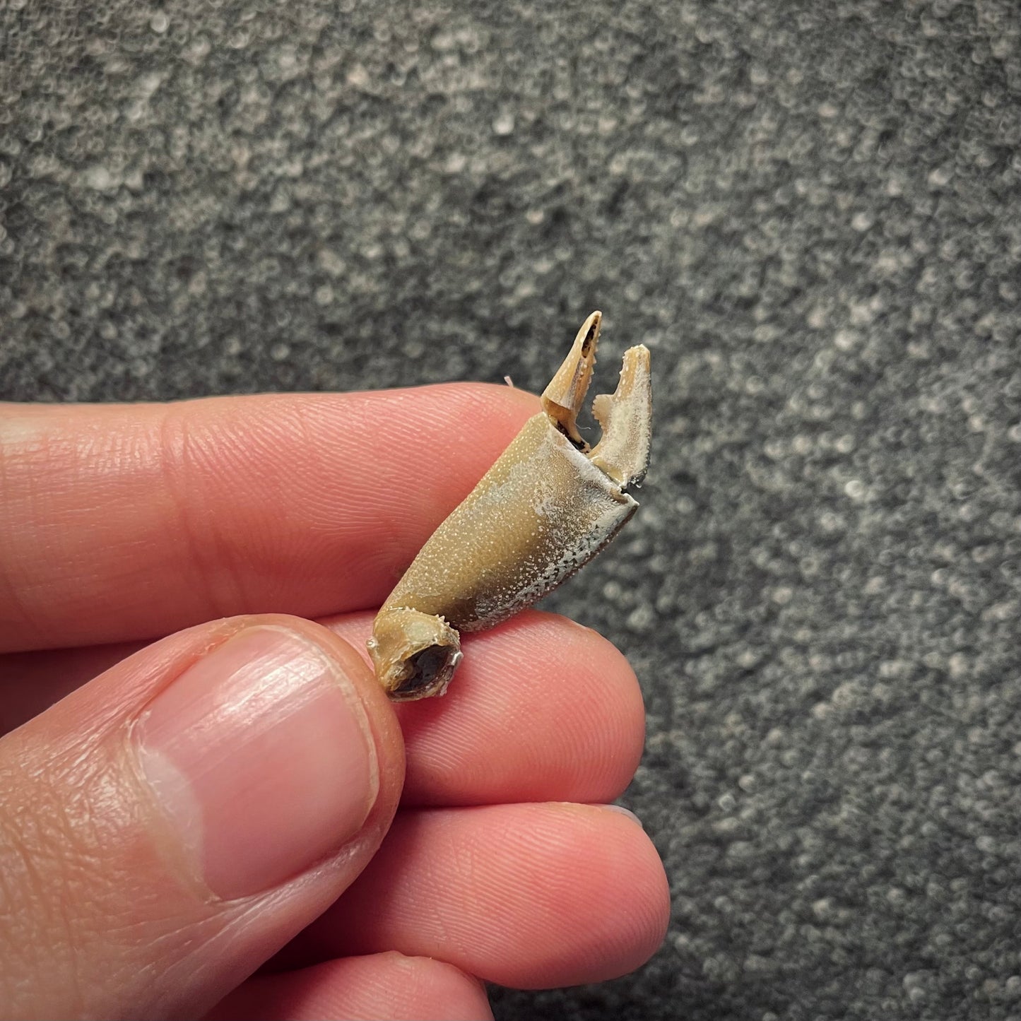 F2148 | Granchio | Macrophthalamus sp.