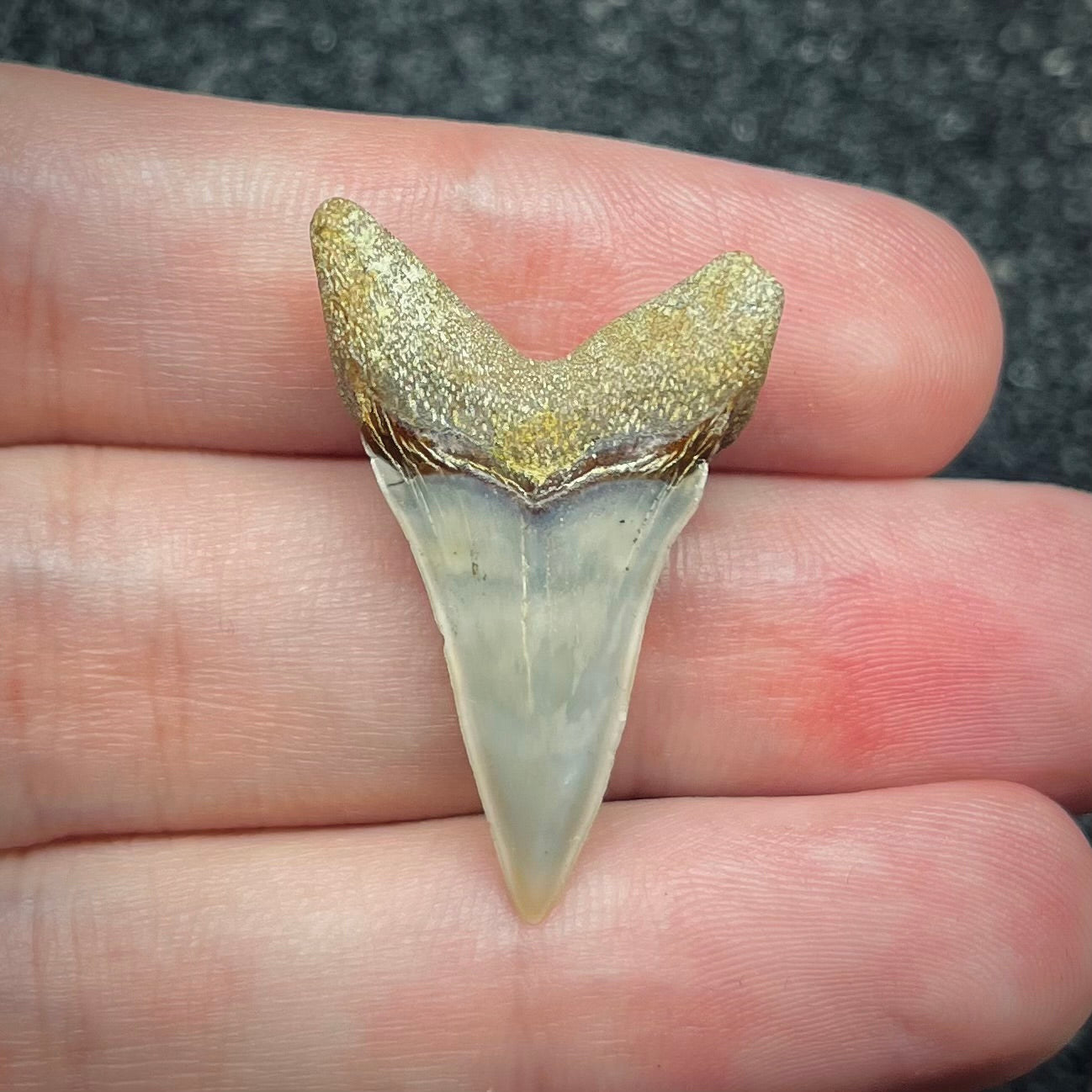 F2744 | Squalo | Carcharodon planus