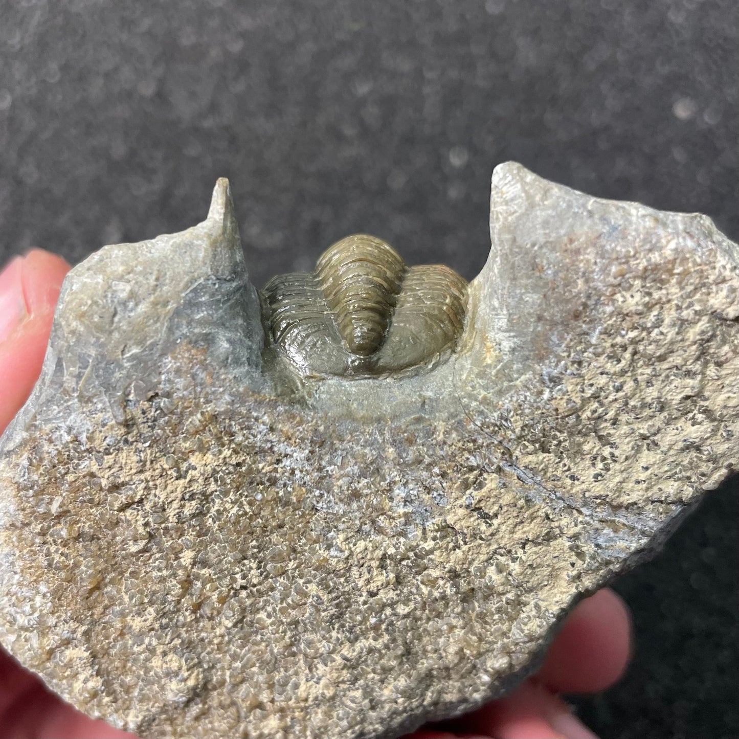 F2589 | Trilobite | Diademaproetus sp.