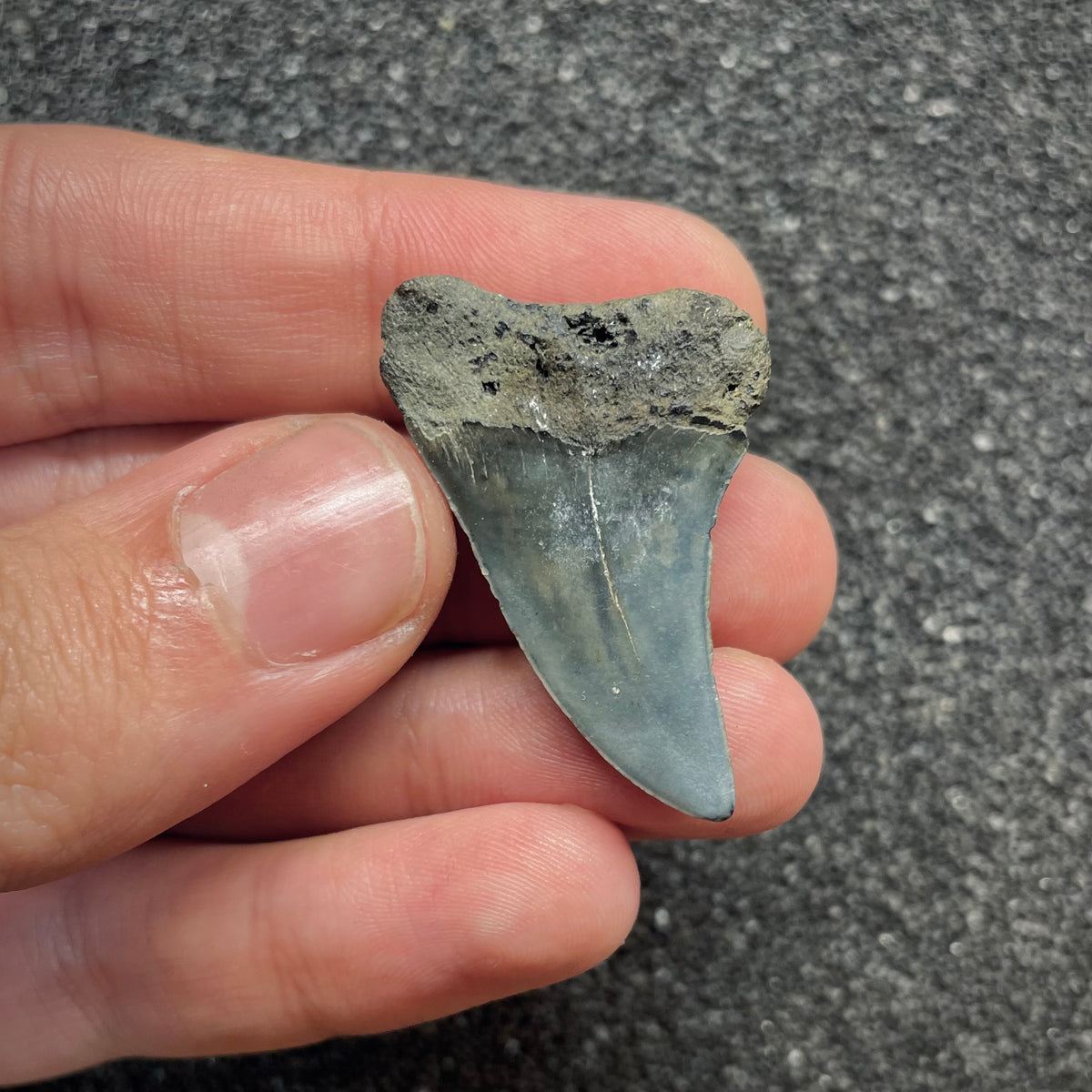 F3045 | Squalo |  Carcharodon hastalis