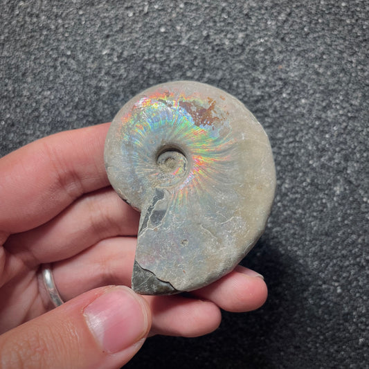 F2017 | Ammonite | Cleoniceras sp.