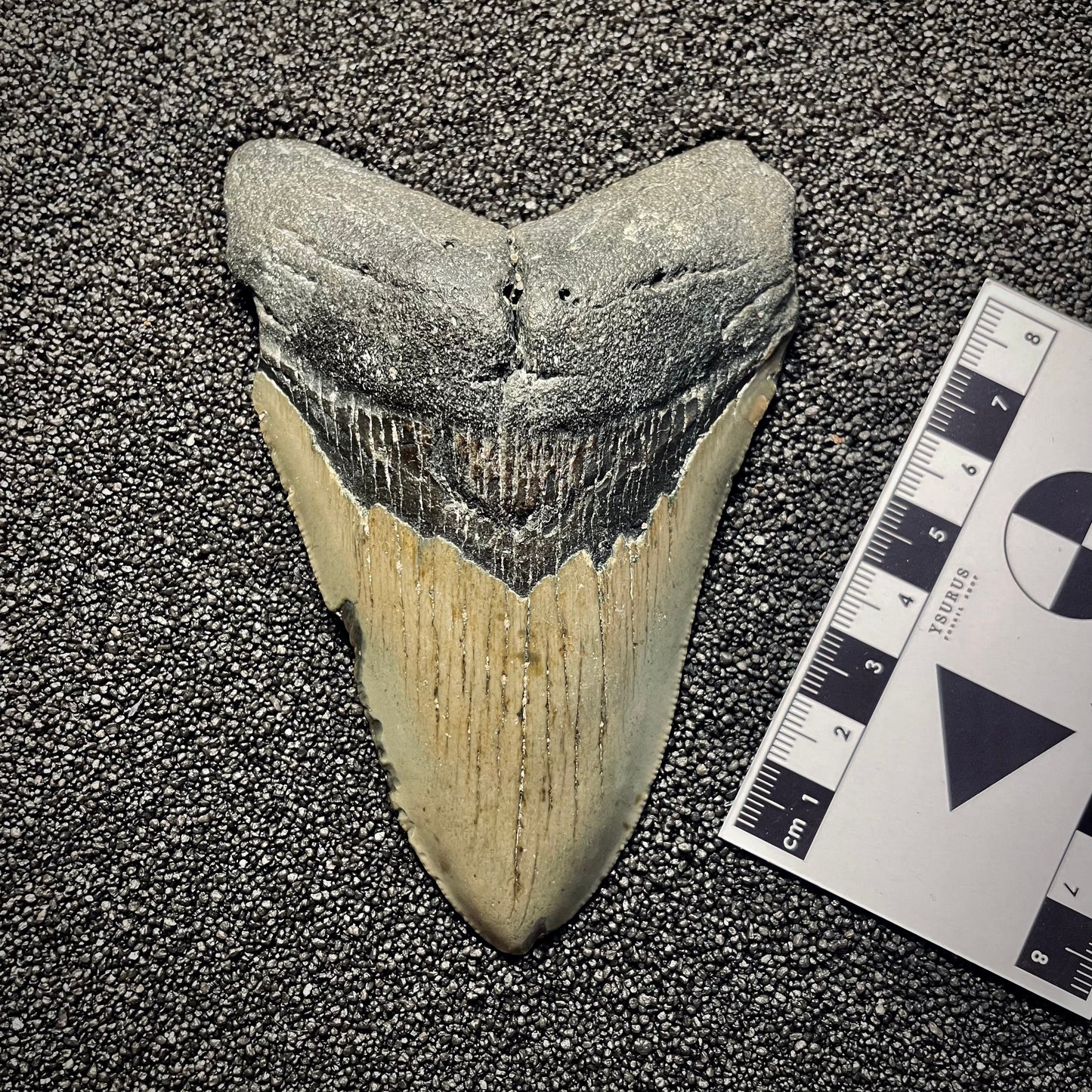 F2135 | Squalo | Otodus megalodon