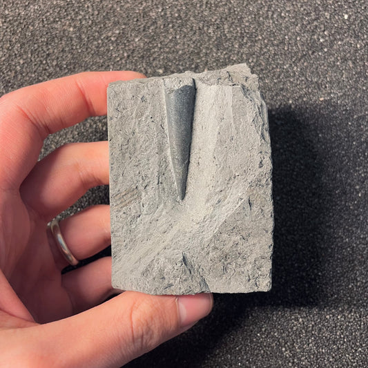 F2399 | Belemnite | Belemnoidea indet.