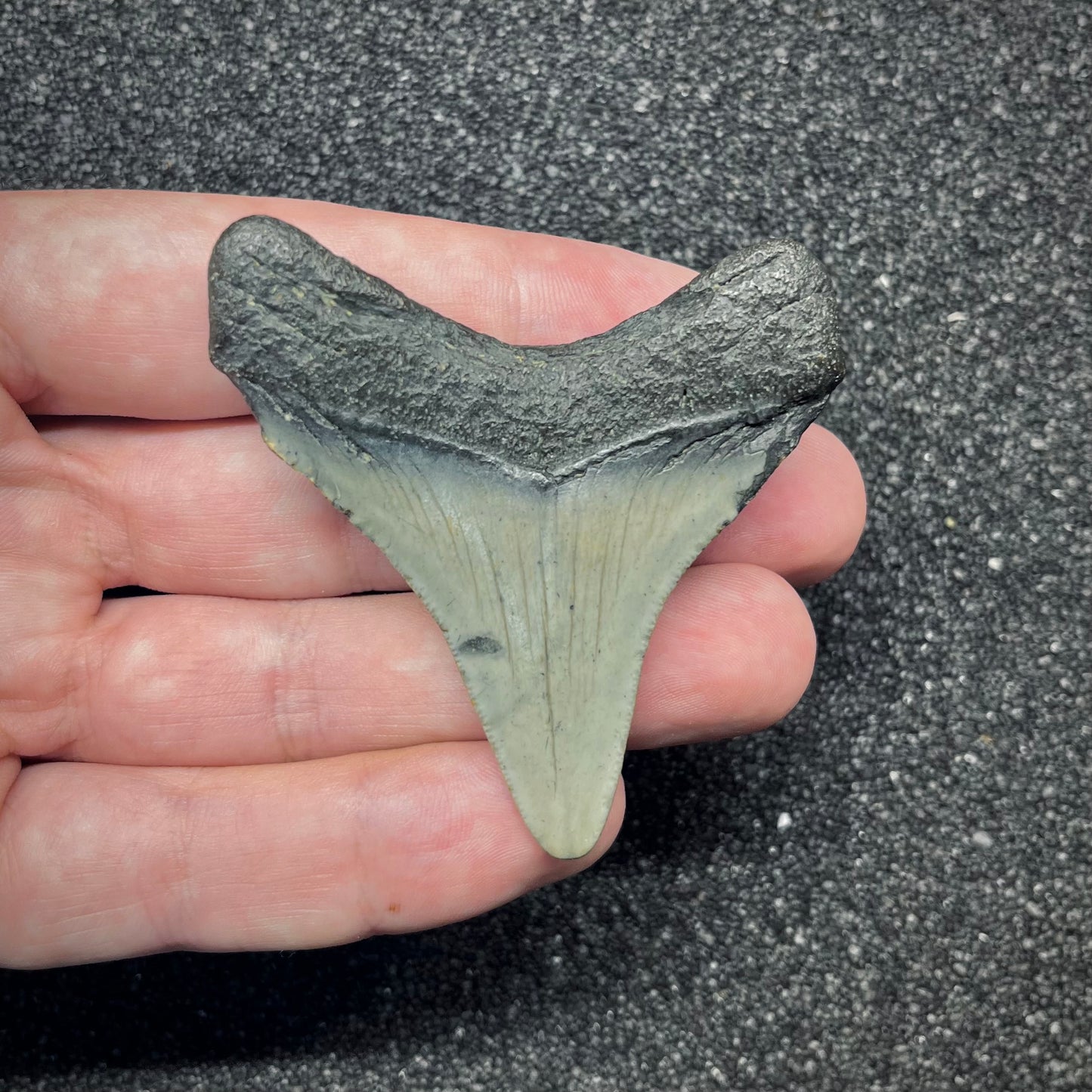 F2876 | Squalo | Otodus megalodon