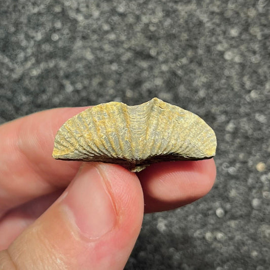 F2952 | Brachiopode | Brachiopoda indet.