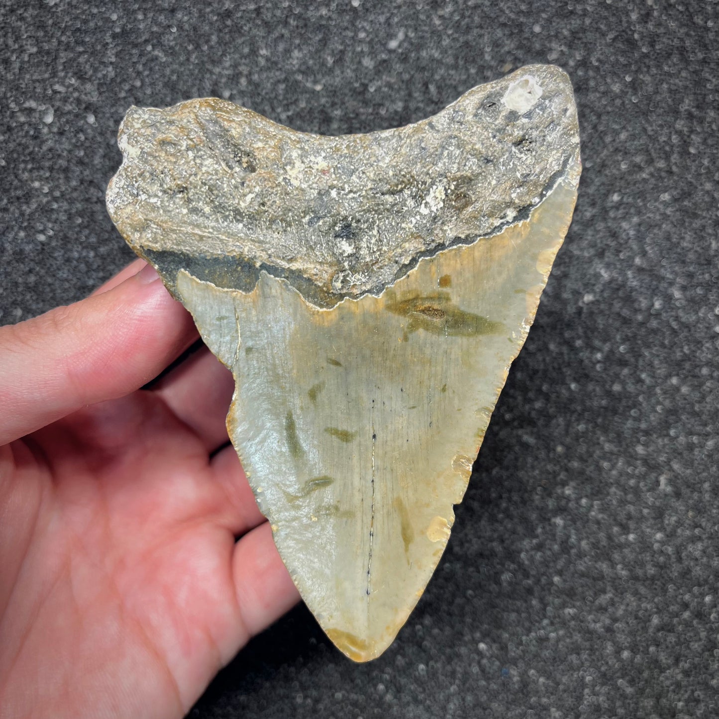 F2920 | Squalo | Otodus megalodon