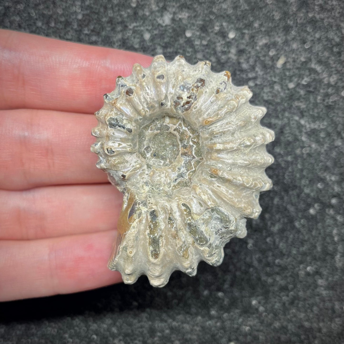F2967 | Ammonite | Douvilleiceras sp.
