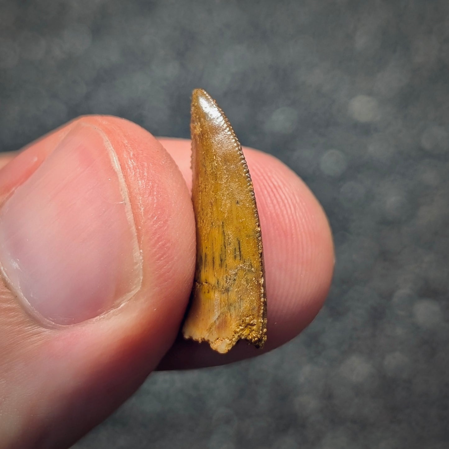 F2794 | Dinosauro | Abelisauridae indet.