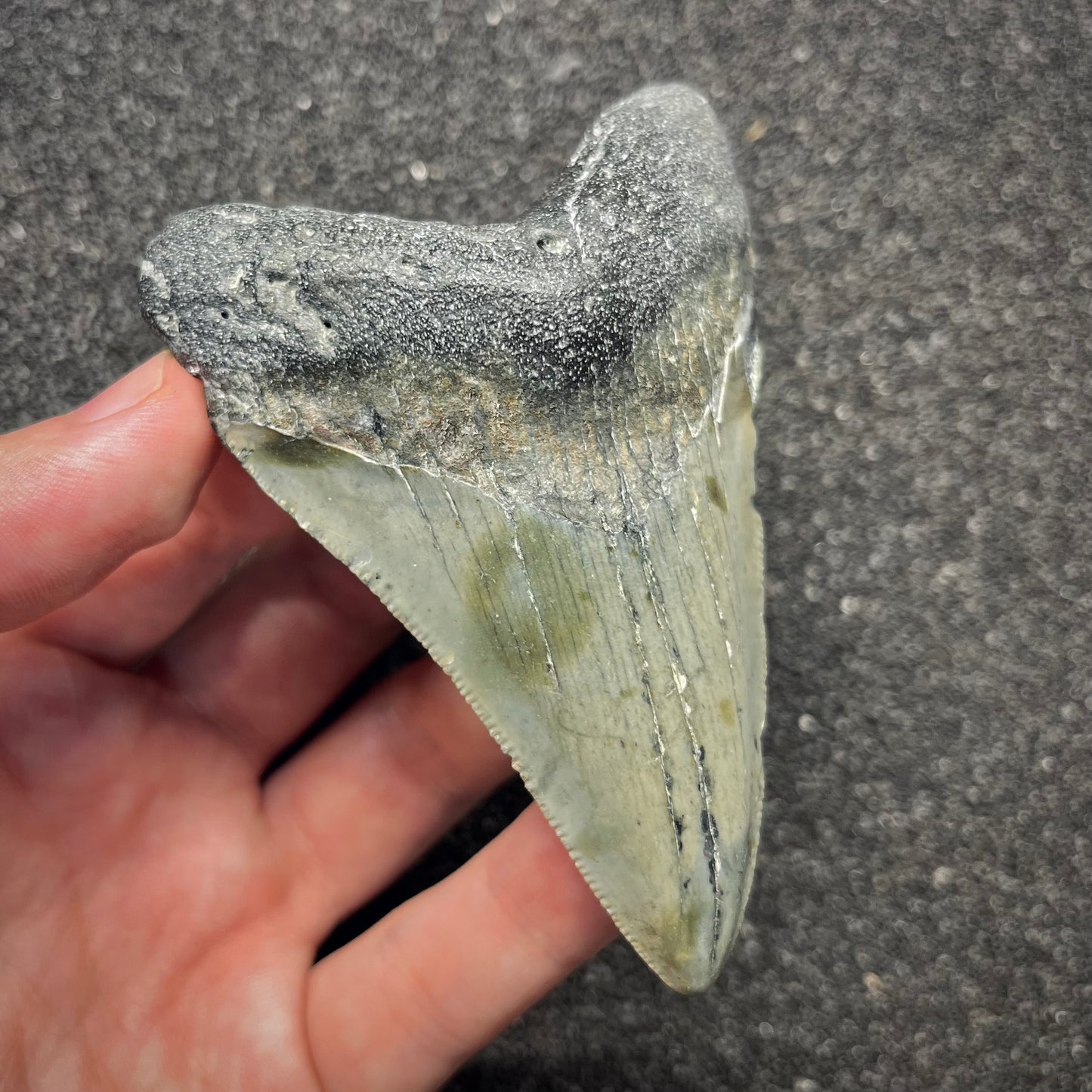 F2922 | Squalo | Otodus megalodon