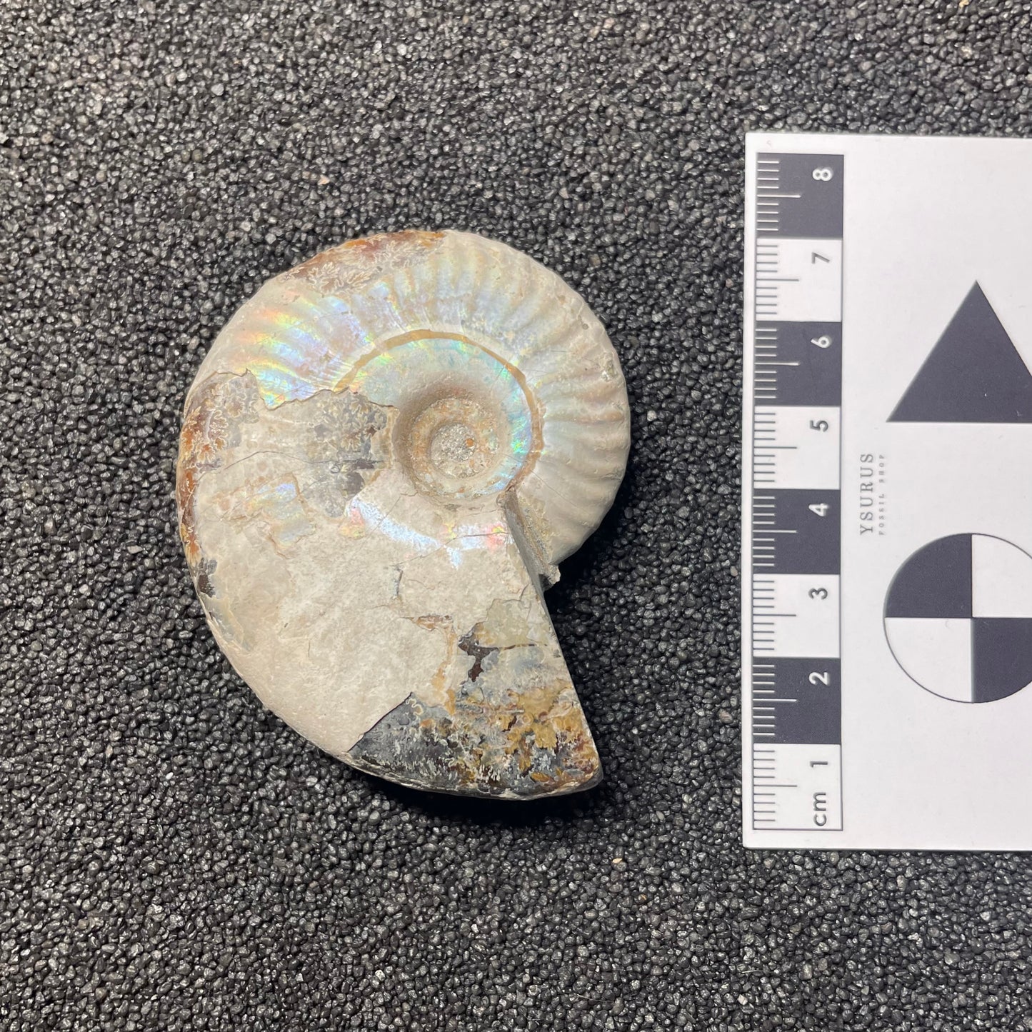 F2382 | Ammonite | Cleoniceras sp.