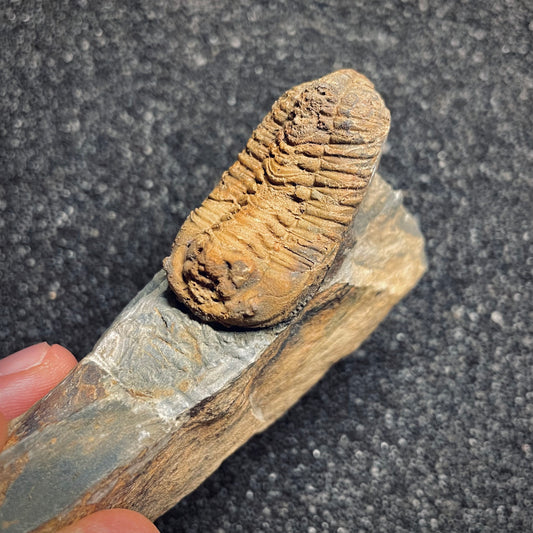 F1581 | Trilobite | Prionocheilus mendax