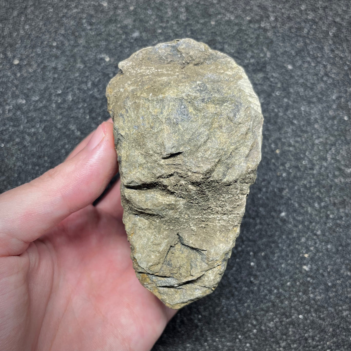F3013 | Trilobite | Flexicalymene sp.
