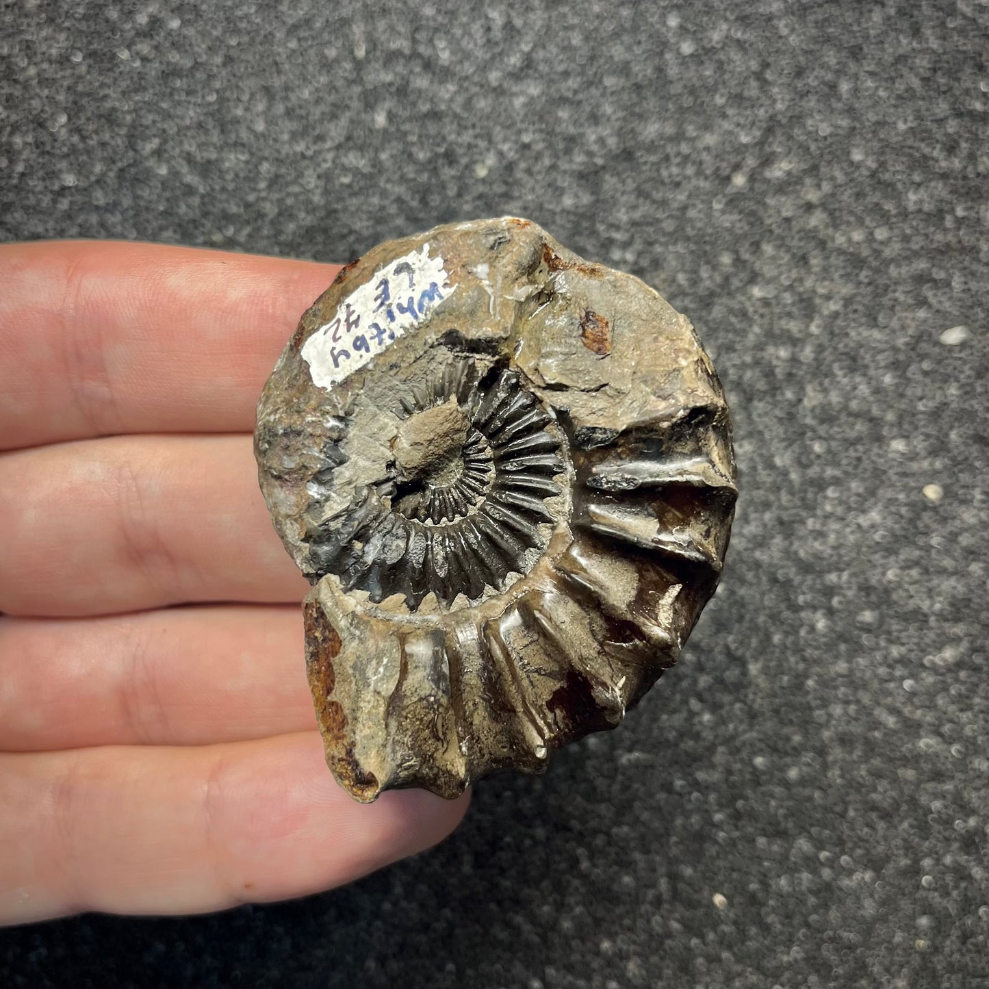 F2818 | Ammonite | Pleuroceras sp.