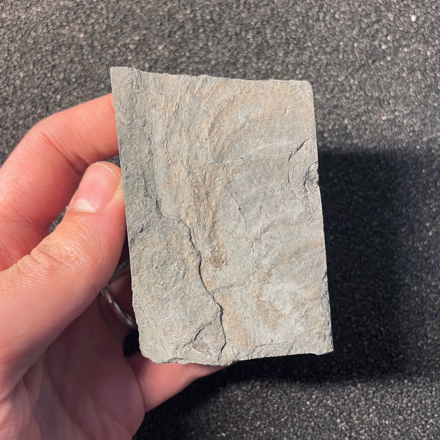 F2399 | Belemnite | Belemnoidea indet.
