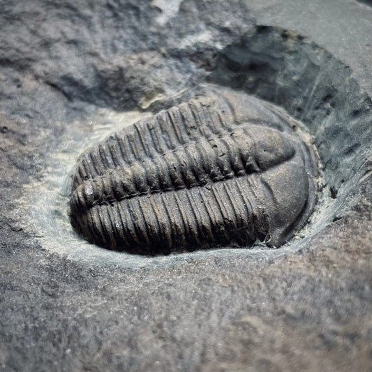 F1896 | Trilobite | Concoryphe languedocensis