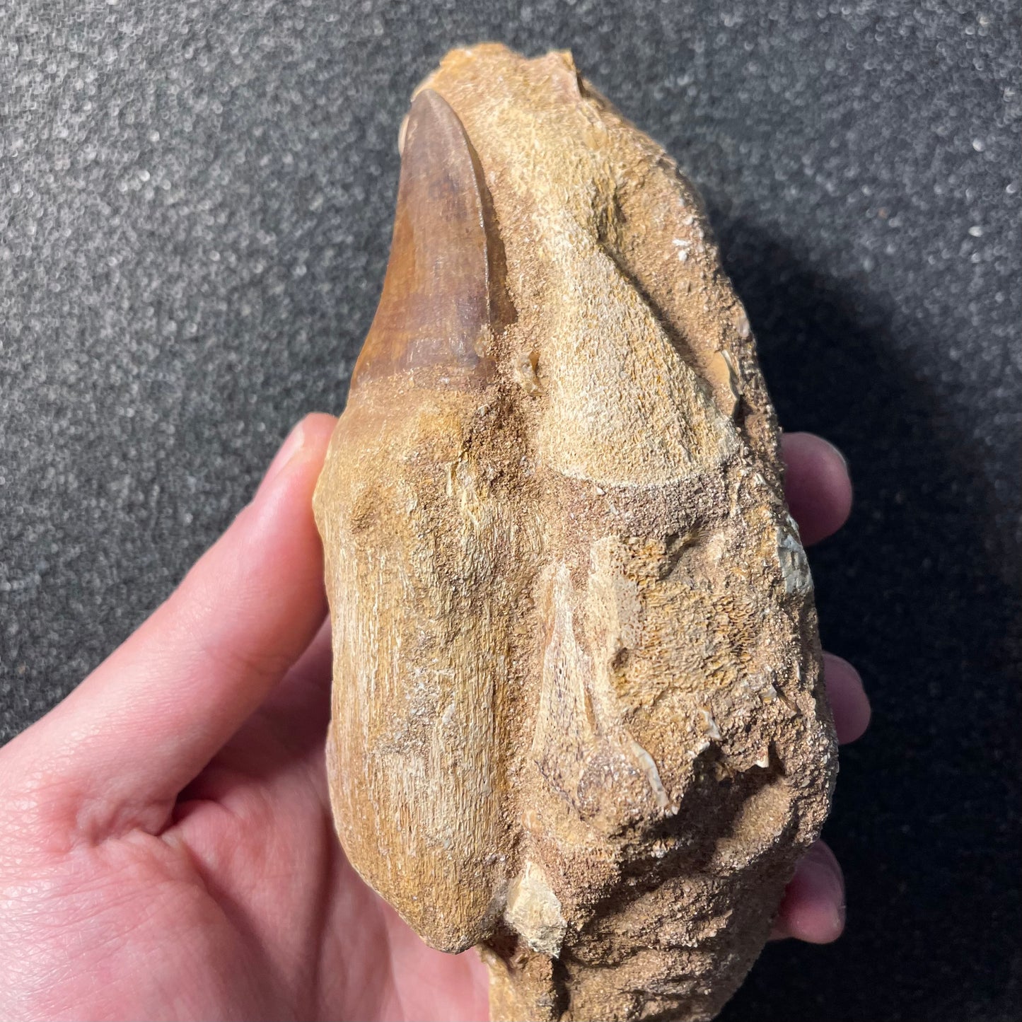 F2257 | Mosasauro | Prognathodon sp.