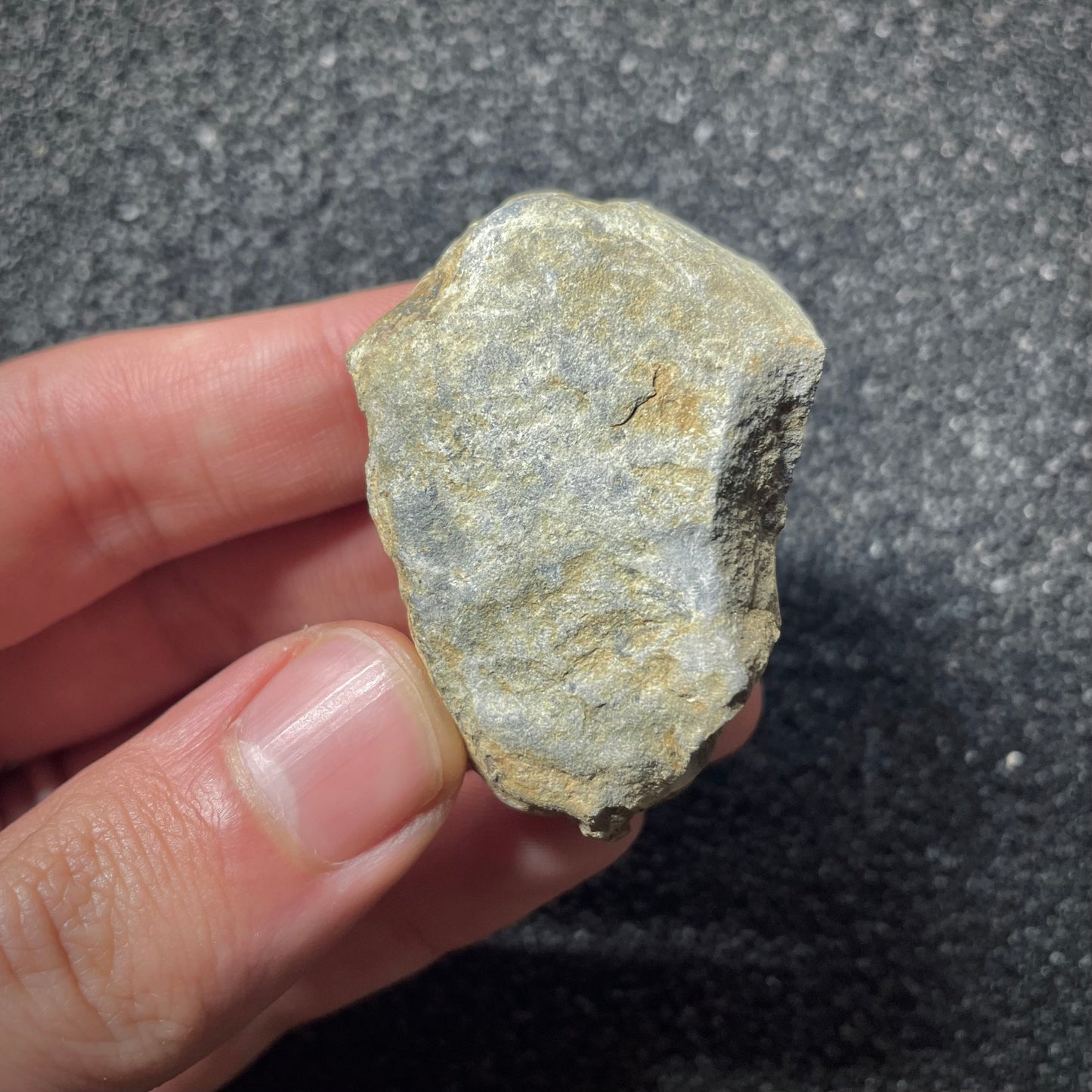 F1897 | Trilobite | Flexicalymene sp.