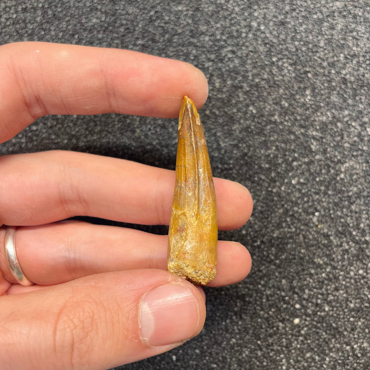 F3104 | Dinosauro | Spinosaurus aegyptiacus
