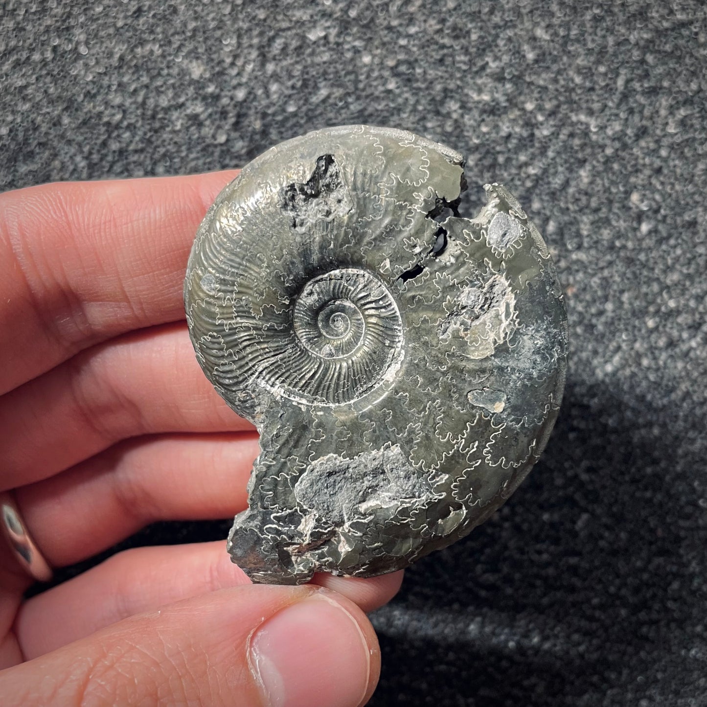 F2549 | Ammonite | Pleydellia sp.