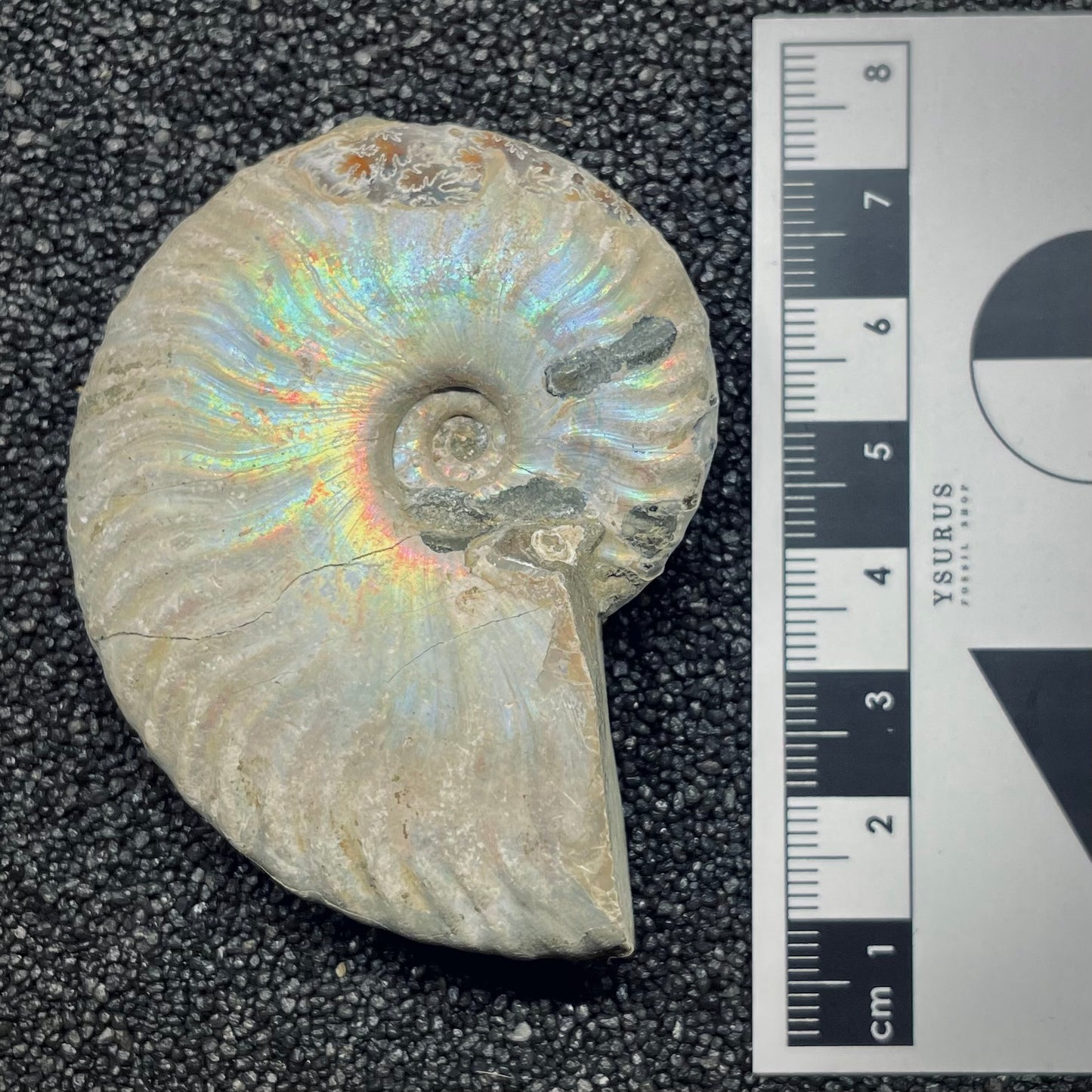 F2649 | Ammonite | Cleoniceras sp.