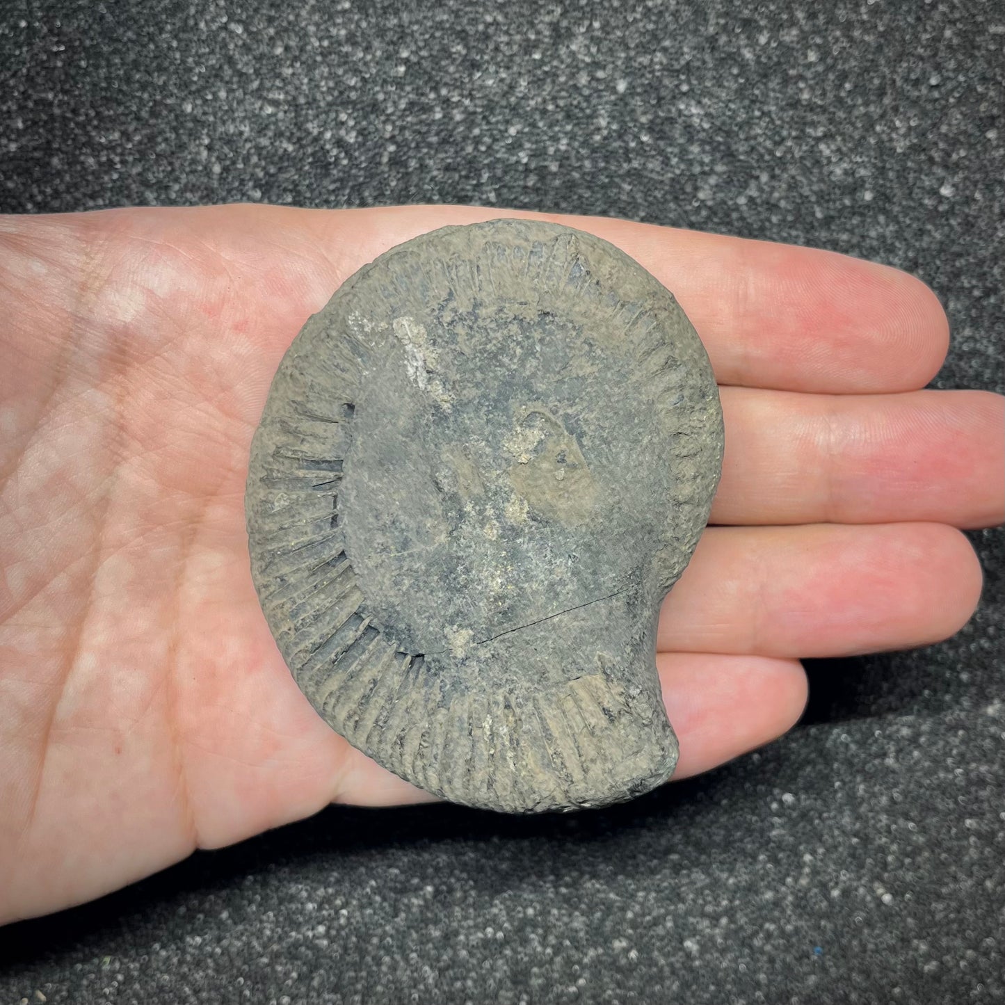 F2909 | Ammonite | Perisphinctidae indet.
